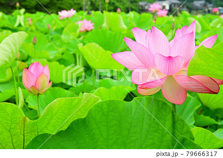 蓮花 蓮花 79666317