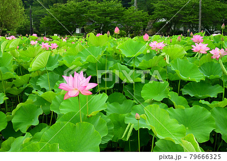 蓮花 蓮花 79666325