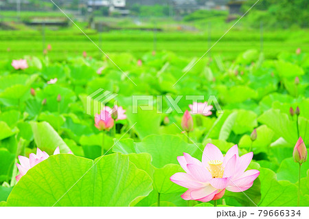 蓮花 79666334