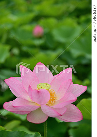 蓮花 蓮花 79666337