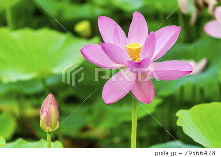 あつかし千年公園の中尊寺蓮 福島県国見町 あつかし千年公園の中尊寺蓮 福島県国見町 79666478
