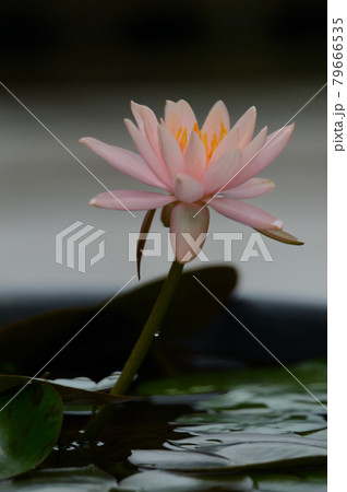 睡蓮 睡蓮 79666535