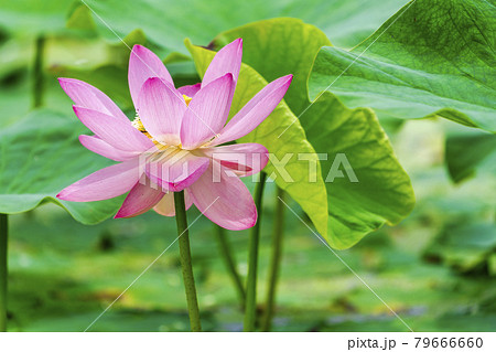 あつかし千年公園の中尊寺蓮　福島県国見町 79666660