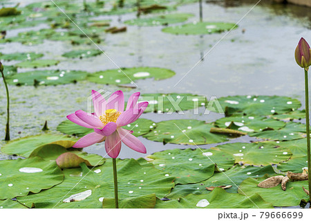 あつかし千年公園の中尊寺蓮 福島県国見町 あつかし千年公園の中尊寺蓮 福島県国見町 79666699