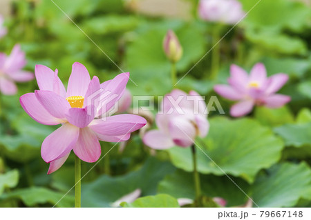 あつかし千年公園の中尊寺蓮 福島県国見町 あつかし千年公園の中尊寺蓮 福島県国見町 79667148