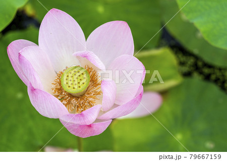 あつかし千年公園の中尊寺蓮　福島県国見町 79667159