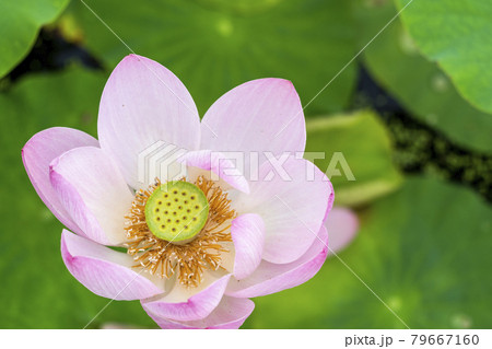 あつかし千年公園の中尊寺蓮　福島県国見町 79667160