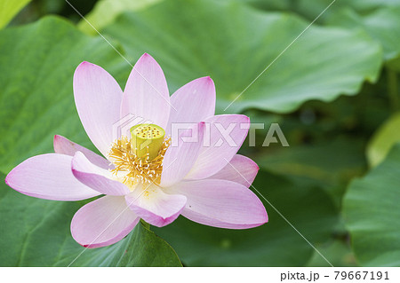 あつかし千年公園の中尊寺蓮　福島県国見町 79667191