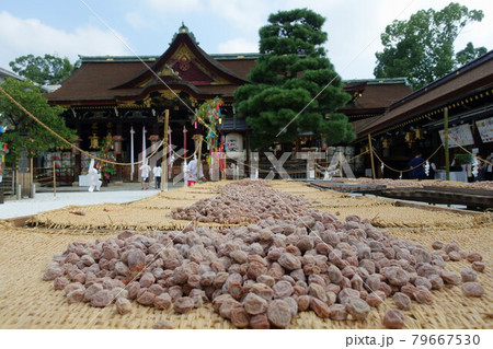 京都、北野天満宮で行われた土用干しの梅と拝殿	 79667530