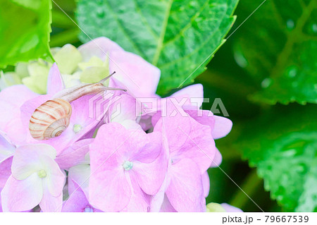 ピンク色の紫陽花の花と一匹のカタツムリ 79667539
