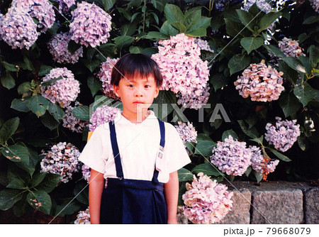 昔のフィルム写真 紫陽花と小学生の女の子 昔のフィルム写真 紫陽花と小学生の女の子 79668079