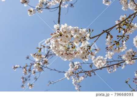 東京タワーと桜 79668093