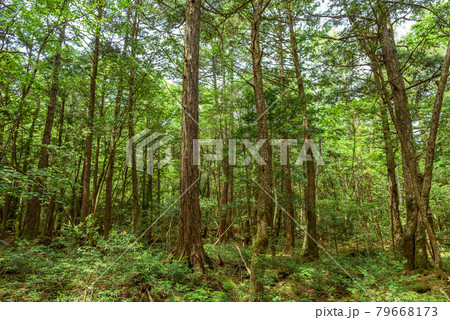 （山梨県）青木ヶ原樹海の中・遭難イメージ 79668173