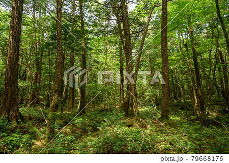 （山梨県）青木ヶ原樹海の木々と木漏れ日 79668176