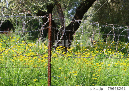 metal fence made of barbed wire in a city park in northern Israel 79668261