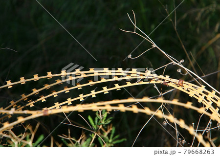 metal fence made of barbed wire in a city park in northern Israel 79668263
