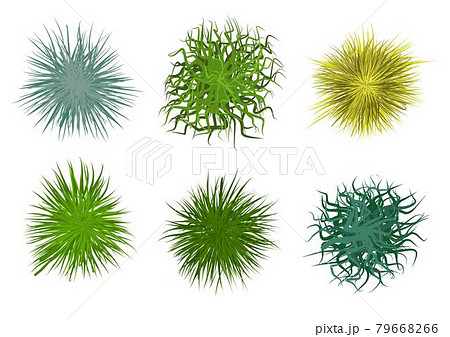 Cereals top view. Grass isolated on white background. Objects for landscape design. Elements for landscape planning. Cereals and herbs Cereals top view. Grass isolated on white background. Objects for landscape design. Elements for landscape planning. Cereals and herbs 79668266