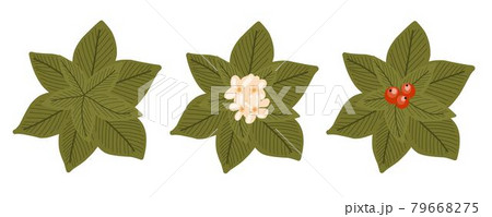 Botanical elements for a landscape plan. Landscaping constructor. Plants top view isolated on white background. Vector illustration 79668275