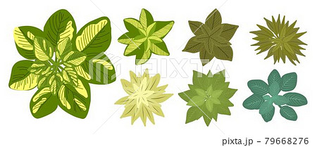 Botanical elements for a landscape plan. Landscaping constructor. Plants top view isolated on white background. Vector illustration 79668276