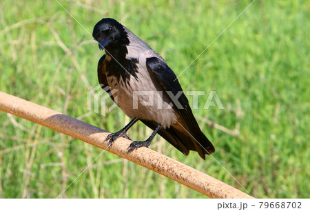 Great Hooded Crow in a City Park in Israel Great Hooded Crow in a City Park in Israel 79668702