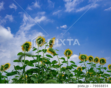 ひまわりの約束 ひまわりの約束 79668854