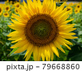ひまわりの約束 79668860