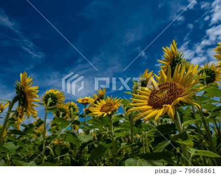 ひまわりの約束 ひまわりの約束 79668861