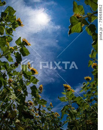 ひまわりの約束 ひまわりの約束 79668862