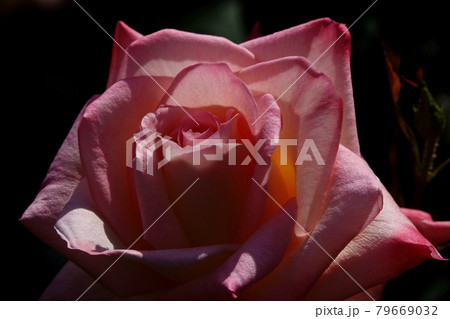 薔薇エレガント・レディ ELEGANT LADY, ROSE 79669032