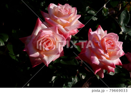 薔薇エレガント・レディ ELEGANT LADY, ROSE 79669033