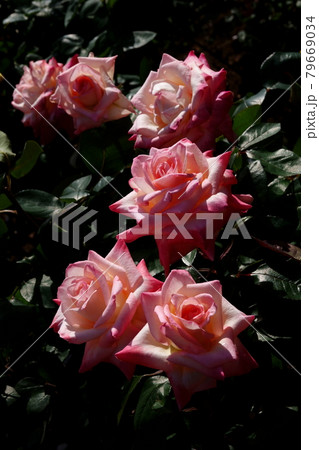 薔薇エレガント・レディ ELEGANT LADY, ROSE 79669034