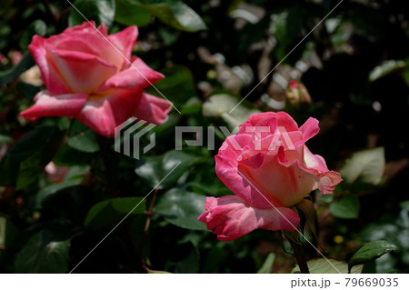 薔薇エレガント・レディ ELEGANT LADY, ROSE 79669035