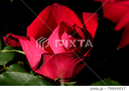 薔薇ドゥフトザウバー DUFTZAUBER, ROSE 79669037