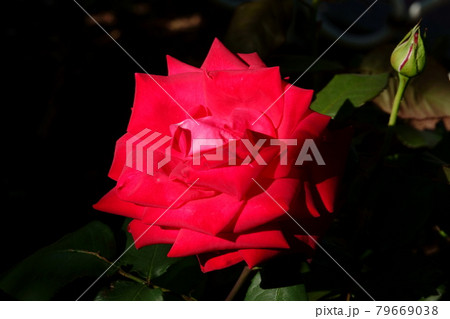 薔薇ドゥフトザウバー DUFTZAUBER, ROSE 79669038