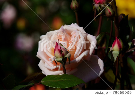 薔薇デュシェス・ドゥ・ブラバン DUCHESSE DE BRABANT, ROSE 79669039