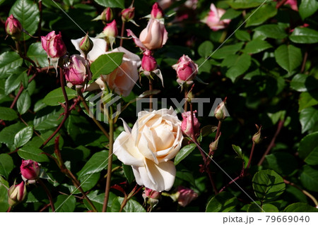 薔薇デュシェス・ドゥ・ブラバン DUCHESSE DE BRABANT, ROSE 79669040
