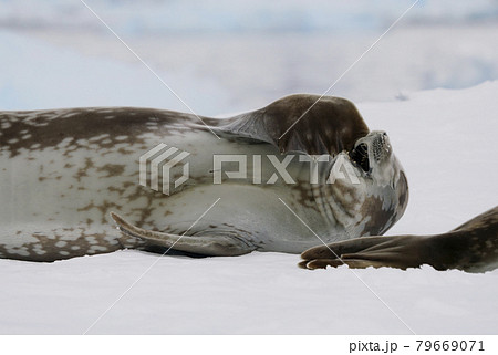 氷上のカニクイアザラシ 氷上のカニクイアザラシ 79669071