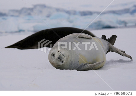氷上のカニクイアザラシの写真素材 氷上のカニクイアザラシの写真素材