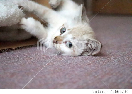 家に来て3日目の子猫 家に来て3日目の子猫 79669230