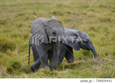 アフリカゾウの双子 79669441