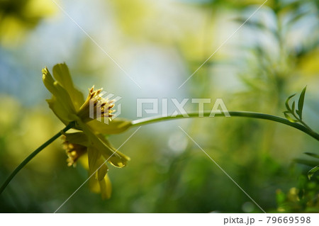 コスモスの花(薄黄色) コスモスの花(薄黄色) 79669598