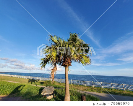 沖縄　石垣島　南の島緑地公園　真夏の夕方　景色 79669976