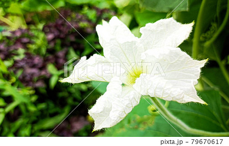 夕顔の花は白かった の写真素材