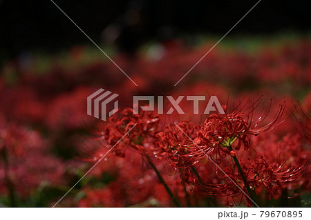 彼岸花 79670895