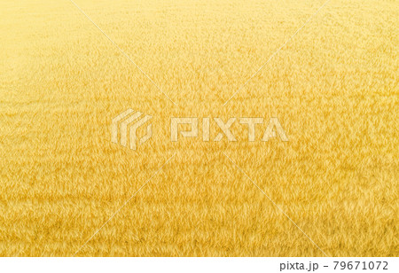 Wheat plantation from above, natural background 79671072