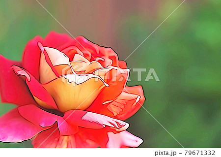 パステル調 満開のバラの花 イラストイメージのイラスト素材