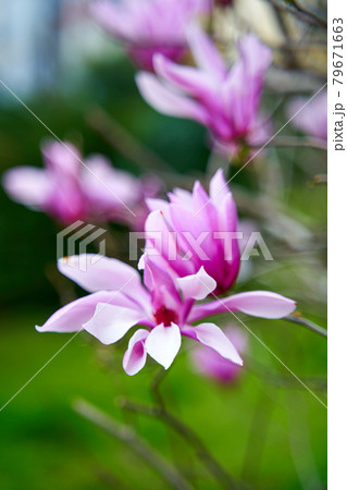 Blooming magnolia flowers in the city park 79671663