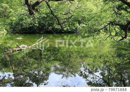 見事な枝が張りだる柳沼 79671888