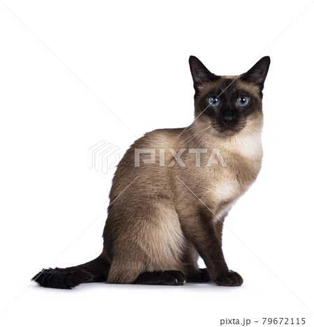 Seal Thai cat on white background 79672115