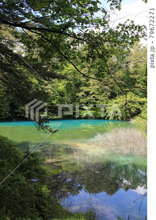 エメラルドグリーンに映える五色沼湖沼郡 79672271
